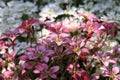 Red spring flowers of saxifraga x arendsii blooming in rock garden, close up Royalty Free Stock Photo